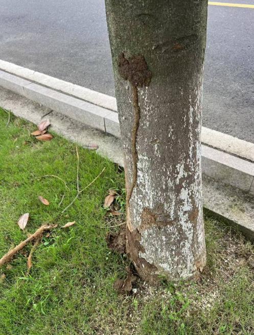 园林白蚁防治